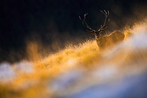 Biosphoto | 2609567 | Cerf élaphe (Cervus elaphus) debout dans l'herbe. Alpes, Autriche. | &copy; Ervin Horesnyík / Biosphoto
