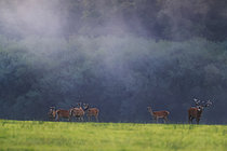 Biosphoto | 2610052 | Cerf élaphe (Cervus elaphus) et sa harde durant la période du brame, France | &copy; Christophe Perelle / Biosphoto