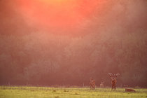 Biosphoto | 2610053 | Cerf élaphe (Cervus elaphus) et sa harde durant la période du brame, France | &copy; Christophe Perelle / Biosphoto