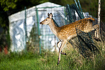 Biosphoto | 2610120 | Cerf élaphe (Cervus elaphus) faon sautant par-dessus une clôture, Alpes, Autriche. | &copy; Ervin Horesnyík / Biosphoto
