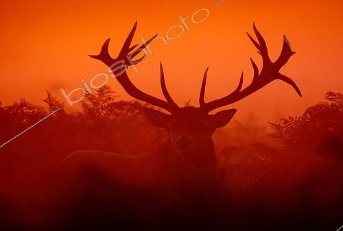 Biosphoto | 2592561 | Cerf élaphe (Cervus elaphus) mâle au lever du soleil, Angleterre | &copy; Frédéric Desmette / Biosphoto