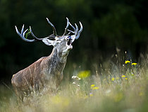 Biosphoto | 2610114 | Cerf élaphe (Cervus elaphus) mâle bramant dans l'herbe, Alpes, Autriche. | &copy; Ervin Horesnyík / Biosphoto