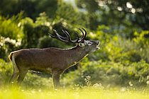 Biosphoto | 2610119 | Cerf élaphe (Cervus elaphus) mâle bramant dans l'herbe, Alpes, Autriche. | &copy; Ervin Horesnyík / Biosphoto