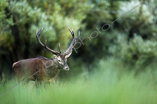 Biosphoto | 2610116 | Cerf élaphe (Cervus elaphus) mâle dans l'herbe, Alpes, Autriche. | &copy; Ervin Horesnyík / Biosphoto