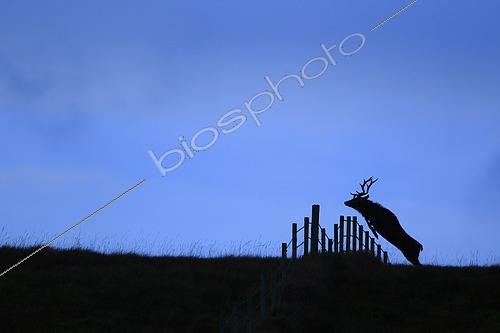 Biosphoto | 2577383 | Cerf élaphe (Cervus elaphus) sautant par dessus une clôture sur une crête durant le brame sur l'ile de Jura, Ecosse | &copy; Christophe Perelle / Biosphoto