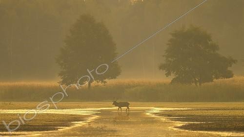 Biosphoto | 1895012 | Cerf élaphe les pattes dans l'eau au lever du jour Allemagne | &copy; Michael Breuer / Biosphoto