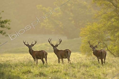 Biosphoto | 2593521 | Cerfs élaphes (Cervus elaphus) mâles, à l'aube | &copy; W. Rolfes / imageBROKER / Biosphoto