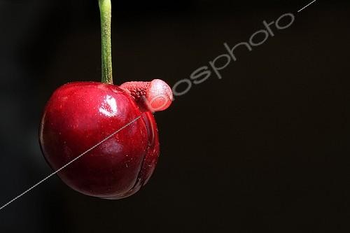 Biosphoto | 754122 | Cerise double dont l'une a avorté | &copy; Pierre Huguet-Dubief / Biosphoto