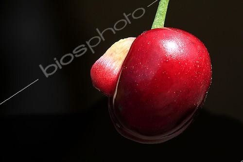 Biosphoto | 754124 | Cerise double dont l'une a avorté | &copy; Pierre Huguet-Dubief / Biosphoto