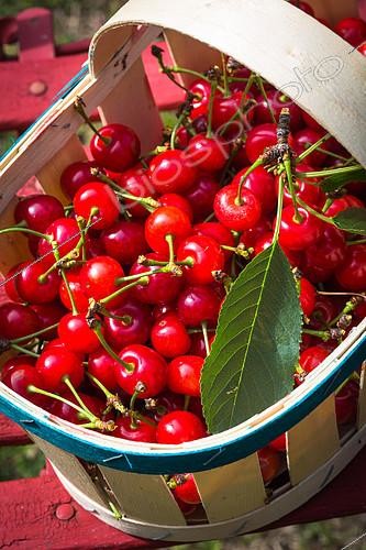 Biosphoto | 2084047 | Cerises griottes dans un panier, Provence, France | &copy; Philippe Giraud / Biosgarden / Biosphoto