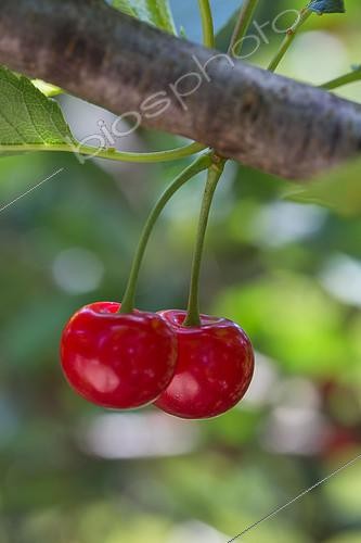 Biosphoto | 2084046 | Cerises rouges griottes sur l'arbre, Provence, France | &copy; Philippe Giraud / Biosgarden / Biosphoto