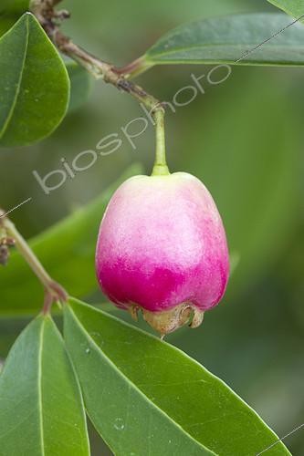 Biosphoto | 2126742 | Cerisier austral (Syzygium australe) fruit | &copy; Frédéric Tournay / Biosphoto
