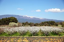 Biosphoto | 2601238 | Cerisiers en fleurs devant le mont Ventoux au printemps, Provence, France | &copy; Eric Guilloret / Biosphoto