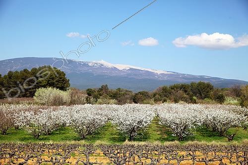 Biosphoto | 2601238 | Cerisiers en fleurs devant le mont Ventoux au printemps, Provence, France | &copy; Eric Guilloret / Biosphoto