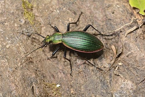 Biosphoto | 2151048 | Ceroglossus (Ceroglossus magellanicus subsp. Caburgansis), Protected Carabidae Beetle in Chile, Parque Nacional Huerquehue, IX Region of Araucania, Chile | &copy; Jean-Claude Malausa / Biosphoto