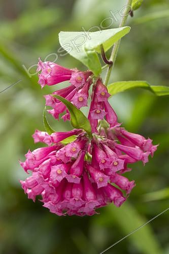 Biosphoto | 2126731 | Cestrum élégant (Cestrum elegans) fleurs | &copy; Frédéric Tournay / Biosphoto