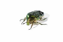 Biosphoto | 1313897 | Cétoine dorée en studio | &copy; Jean-Yves Grospas / Biosphoto