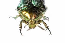 Biosphoto | 1313899 | Cétoine dorée en studio | &copy; Jean-Yves Grospas / Biosphoto