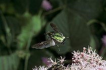 Biosphoto | 965040 | Cétoine dorée en vol et fleurs Auvergne France | &copy; Joël Héras / Biosphoto