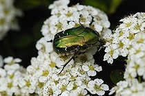 Biosphoto | 1313892 | Cétoine dorée sur une Spirée 'Snowmound' dans un jardin | &copy; Jean-Yves Grospas / Biosphoto