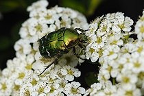 Biosphoto | 1313894 | Cétoine dorée sur une Spirée 'Snowmound' dans un jardin | &copy; Jean-Yves Grospas / Biosphoto