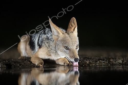 Biosphoto | 2542913 | Chacal à chabraque (Canis mesomelas) buvant au point d'eau dans la nuit, Afrique du Sud | &copy; Rosl Roessner / BIA / Biosphoto