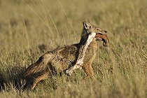 Biosphoto | 1480343 | Chacal à flancs rayés avec une patte de Topi dans la gueule | &copy; Patrick Kientz / Biosphoto