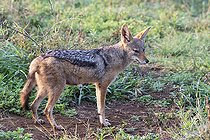 Biosphoto | 2419092 | Chacal à flancs rayés (Canis adustus), KwaZulu-Natal, Afrique du Sud | &copy; Jean-Paul Chatagnon / Biosphoto