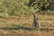 Biosphoto | 2090751 | Chacal à flancs rayés (Canis adustus) assis dans la savane, Kruger, Afrique du Sud | &copy; Tonino De Marco / Biosphoto