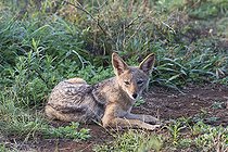 Biosphoto | 2419091 | Chacal à flancs rayés (Canis adustus) couché, KwaZulu-Natal, Afrique du Sud | &copy; Jean-Paul Chatagnon / Biosphoto