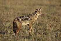 Biosphoto | 1651187 | Chacal à flancs rayés  dans la savane Masaï Mara Kenya | &copy; Tony Crocetta / Biosphoto