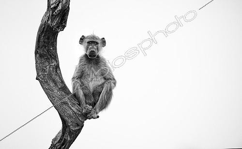 Biosphoto | 2394834 | Chacma baboon (Papio hamadryas ursinus) young sitting balanced on a trunk, Hwange, Zimbabwe | &copy; Didier Couvert & Muriel Moreau / Biosphoto