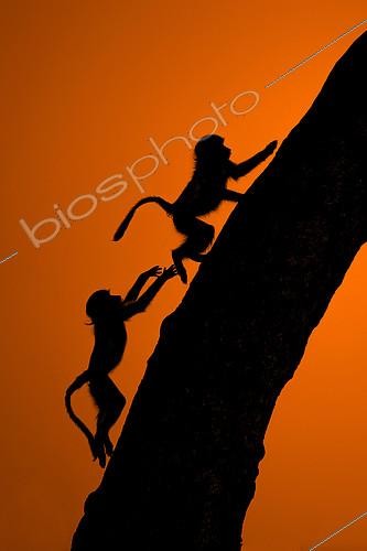 Biosphoto | 2394841 | Chacma baboon (Papio hamadryas ursinus) Young playing climbing a tree to spend the night, Hwange, Zimbabwe | &copy; Didier Couvert & Muriel Moreau / Biosphoto
