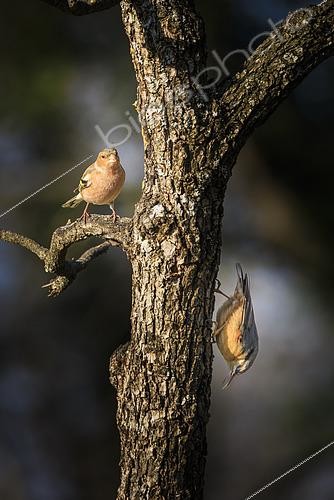 Biosphoto | 2615302 | Chaffinch (Fringilla coelebs) and Eurasian Nuthatch (Sitta europaea) on the same dead tree, Vaucluse, France. | &copy; Alain Roux / Biosphoto