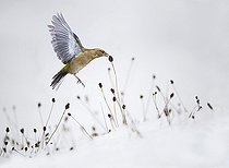 Biosphoto | 2102793 | Chaffinch (Fringilla coelebs) feeding on plantago seeds in the snow, Vosges du Nord Regional Nature Park, France | &copy; Michel Rauch / Biosphoto