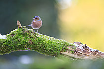 Biosphoto | 2621610 | Chaffinch (Fringilla coelebs) male on an old dead trunk in winter in a Norman forest, France. | &copy; Christophe Perelle / Biosphoto