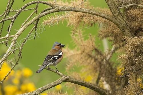 Biosphoto | 2059930 | Chaffinch (Fringilla coelebs) on a branch. Scotland | &copy; Alain Roux / Biosphoto