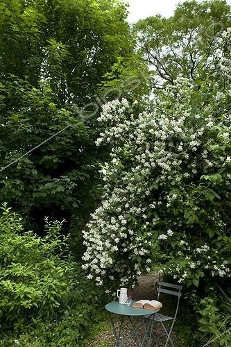 Biosphoto | 1164970 | Chair and table under a mockorange in bloom in a garden | &copy; H. Curtis / Biosphoto