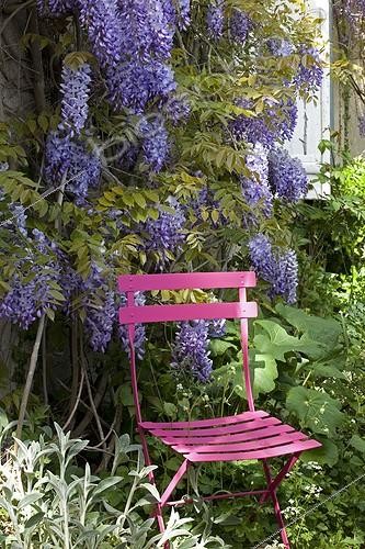Biosphoto | 1153094 | Chaise et Glycine palissée en fleur sur une façade de maison | &copy; H. Curtis / Biosphoto