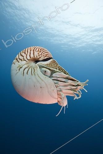 Biosphoto | 754652 | Chambered Nautilus Palau Micronesia | &copy; Reinhard Dirscherl / Biosphoto
