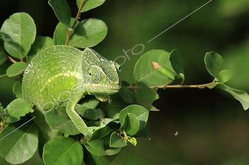 Biosphoto | 721018 | Chameleon of Mayotte in the foliage | &copy; Pierre Huguet-Dubief / Biosphoto