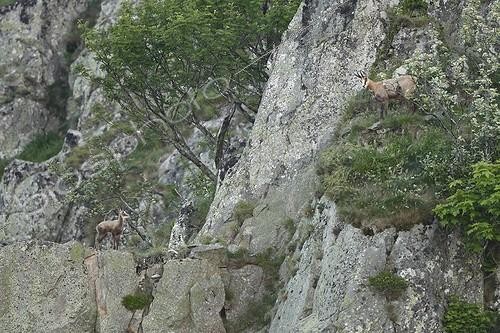 Biosphoto | 2008359 | Chamois and young on cliff - Vosges Massif Hohneck France  | &copy; Christophe Ravier / Biosphoto