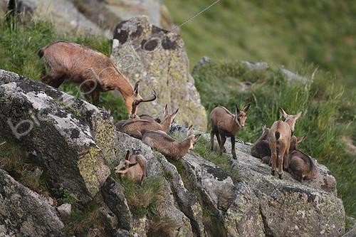 Biosphoto | 2008363 | Chamois and young on rock - Vosges Massif Hohneck France  ; Nurserie | &copy; Christophe Ravier / Biosphoto