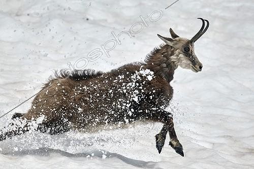 Biosphoto | 2043700 | Chamois courant dans la neige - Mercantour Alpes France | &copy; Robert Valarcher / Biosphoto