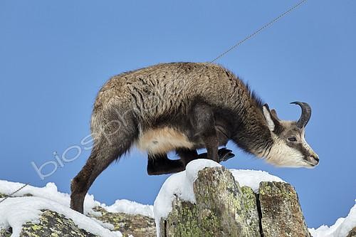 Biosphoto | 2100037 | Chamois des Alpes (Rupicapra rupicapra), Mercantour, Alpes, France | &copy; Robert Valarcher / Biosphoto