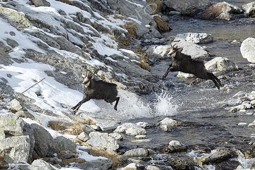 Biosphoto | 2100040 | Chamois des Alpes (Rupicapra rupicapra), course poursuite entre mâles, période du rut en novembre, Mercantour, Alpes, France | &copy; Robert Valarcher / Biosphoto
