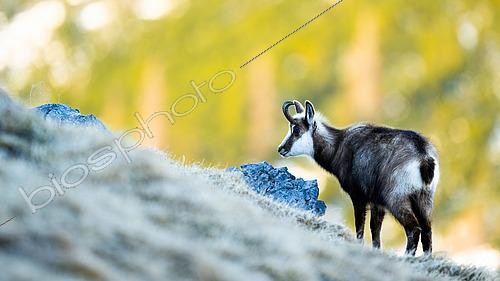 Biosphoto | 2600637 | Chamois des Alpes (Rupicapra rupicapra) debout dans l'herbe sur la montagne. Alpes, Autriche. | &copy; Ervin Horesnyík / Biosphoto