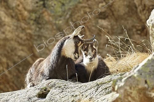 Biosphoto | 2100042 | Chamois des Alpes (Rupicapra rupicapra), femelle et jeune, Mercantour, Alpes, France | &copy; Robert Valarcher / Biosphoto