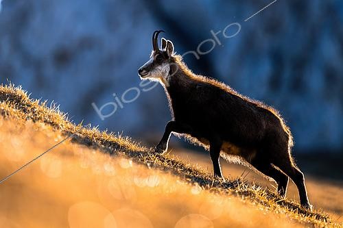Biosphoto | 2601537 | Chamois des Alpes (Rupicapra rupicapra) marchant dans l'herbe en montagne en contre-jour, Alpes, Autriche. | &copy; Ervin Horesnyík / Biosphoto