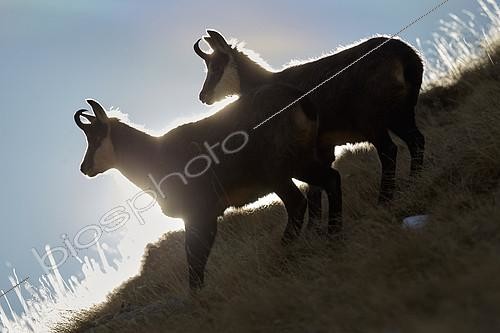 Biosphoto | 2073752 | Chamois des Alpes (Rupicapra rupicapra), Parc National du Mercantour, France | &copy; Robert Valarcher / Biosphoto